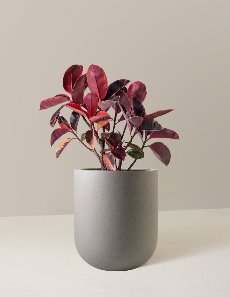 the sill Large Ficus Ruby Large Pallas Cement Grey Variant