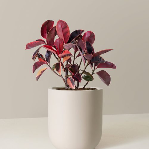 the sill Large Ficus Ruby Large Pallas Cream Variant