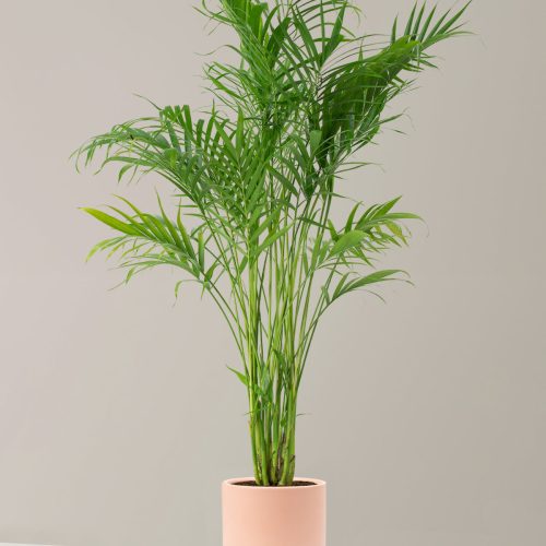 the sill Large Palm Cataractarum Large Isabella Blush Variant