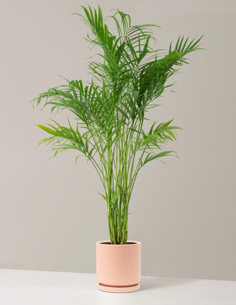 the sill Large Palm Cataractarum Large Isabella Blush Variant