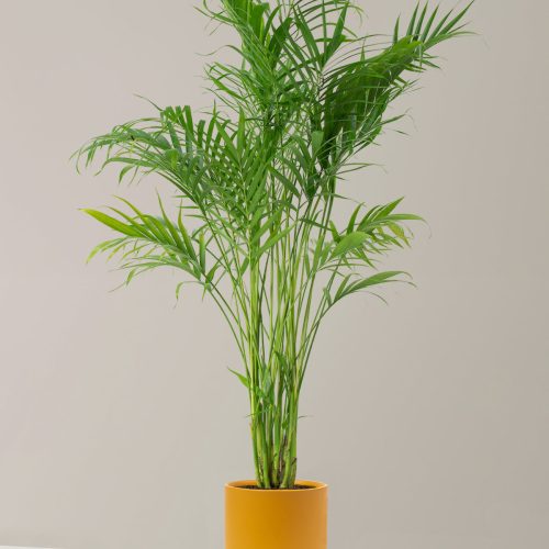 the sill Large Palm Cataractarum Large Isabella Mustard Variant