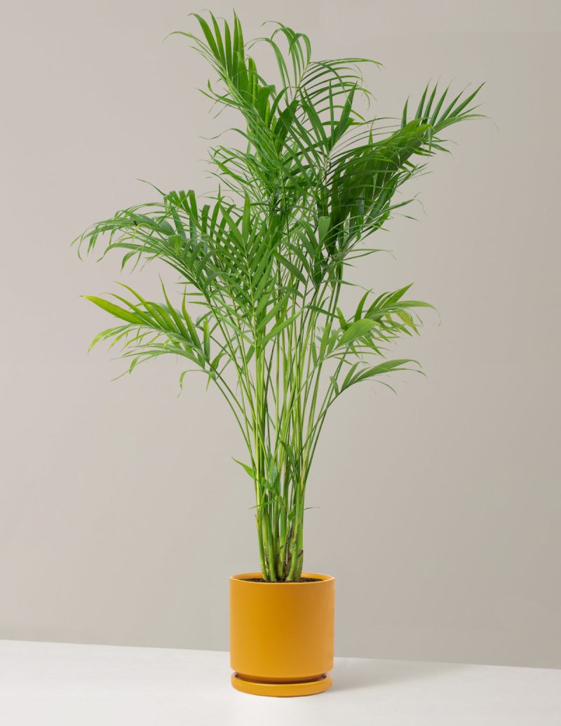 the sill Large Palm Cataractarum Large Isabella Mustard Variant