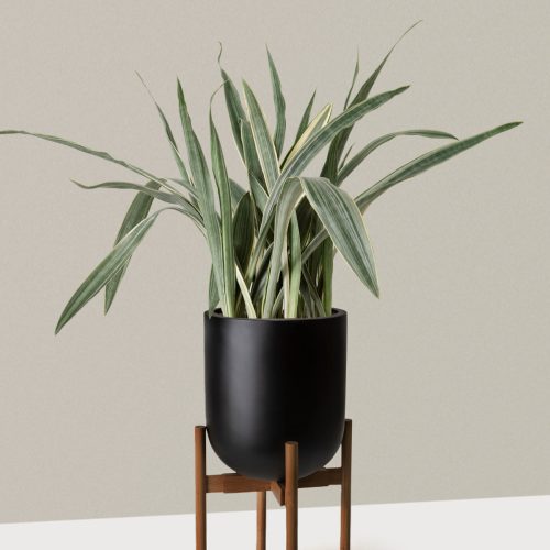 the sill Large Snake Sayuri Large Pallas plant stand dark bamboo black Variant