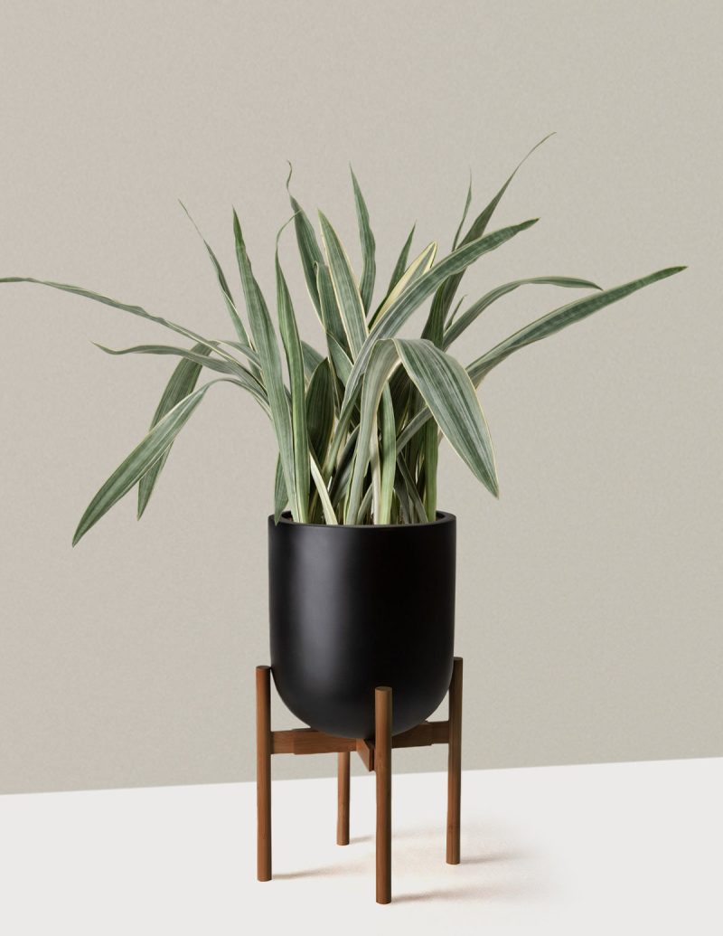 the sill Large Snake Sayuri Large Pallas plant stand dark bamboo black Variant