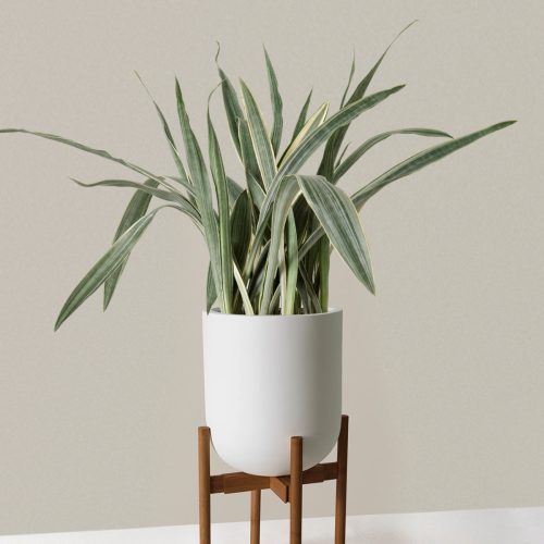 the sill Large Snake Sayuri Large Pallas plant stand dark bamboo cream variant