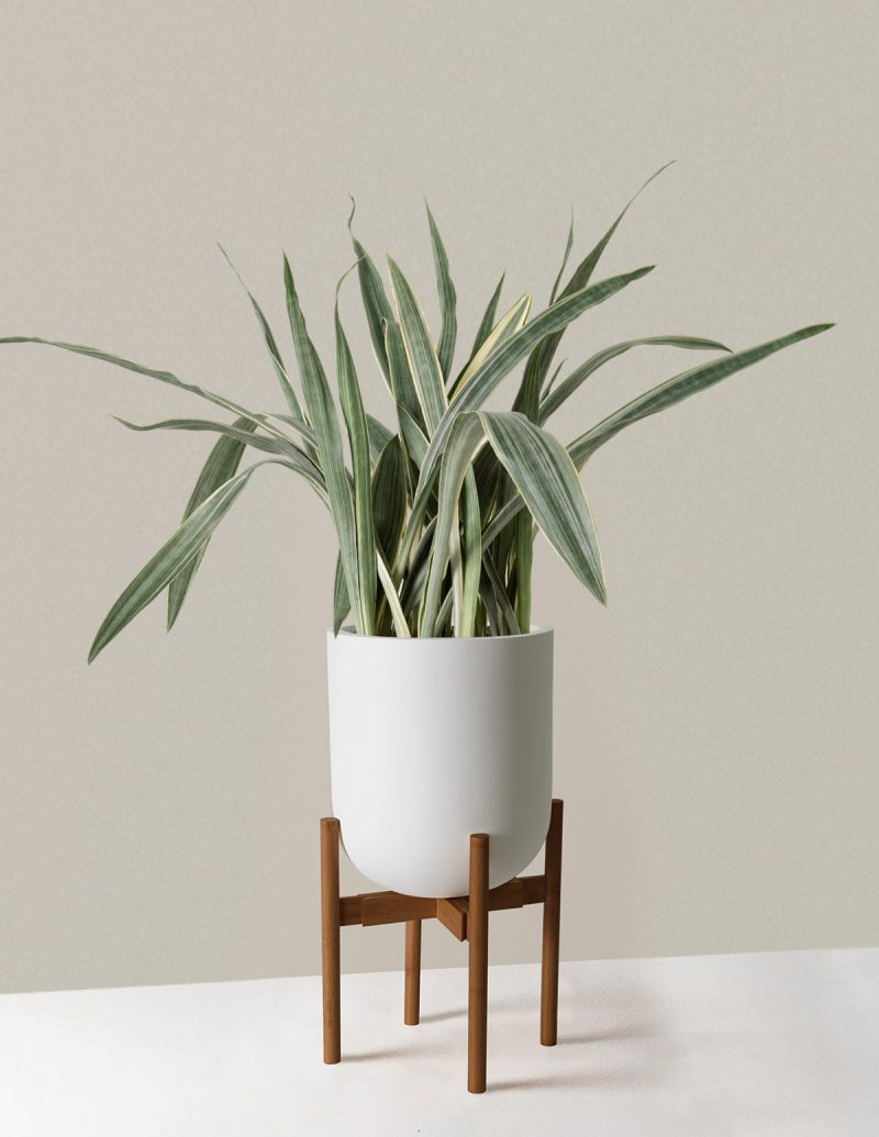 the sill Large Snake Sayuri Large Pallas plant stand dark bamboo cream variant