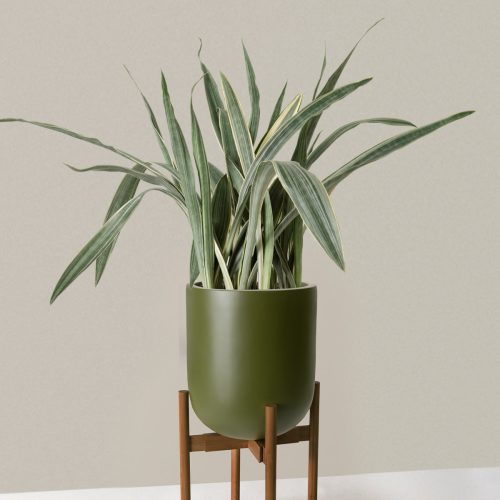 the sill Large Snake Sayuri Large Pallas plant stand dark bamboo green variant