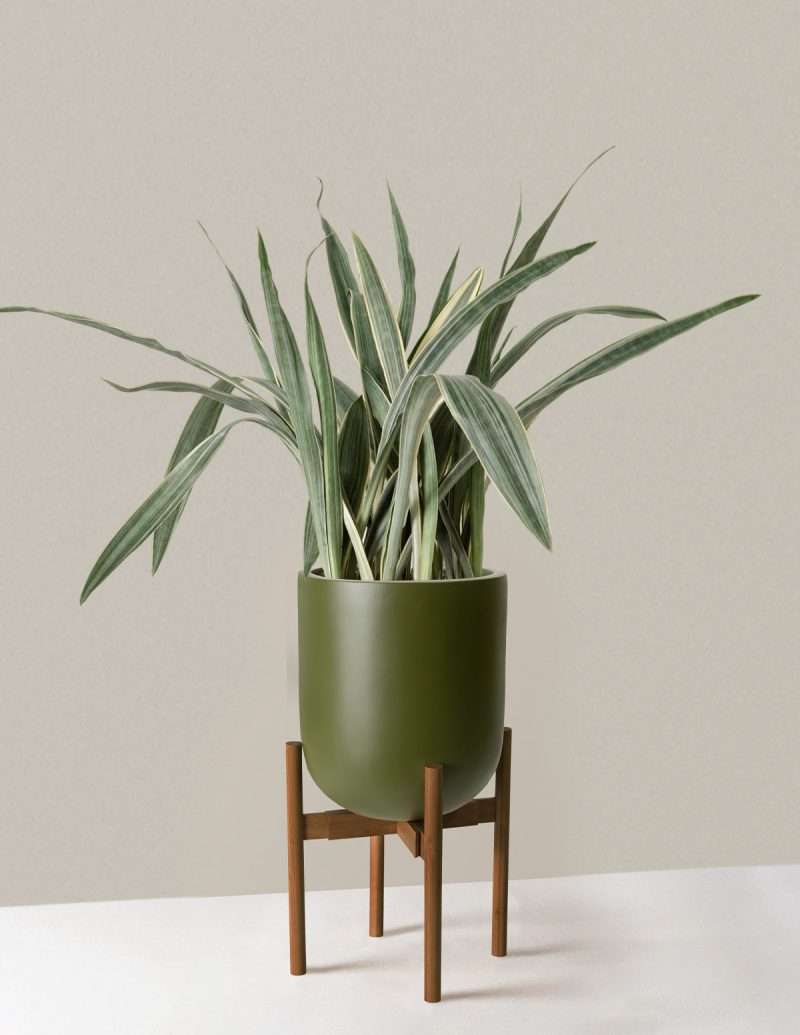 the sill Large Snake Sayuri Large Pallas plant stand dark bamboo green variant