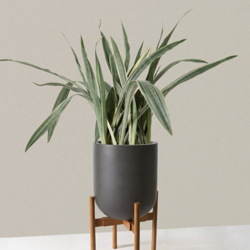 the sill Large Snake Sayuri Large Pallas plant stand dark bamboo grey Variant