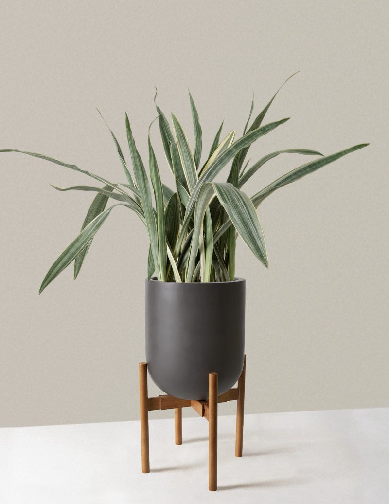 the sill Large Snake Sayuri Large Pallas plant stand dark bamboo grey Variant