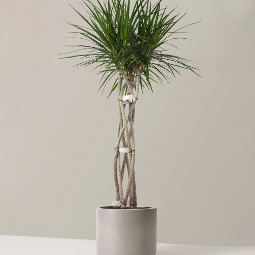 the sill LargeDracaenamarginataOpenWeave Large Mexiaplanter CementGrey variant