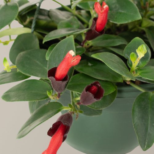 the sill Lipstick Plant Hanging Basket Gallery