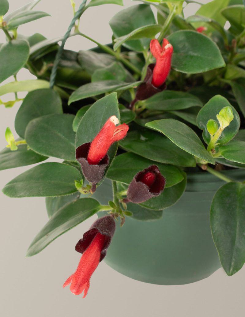 the sill Lipstick Plant Hanging Basket Gallery