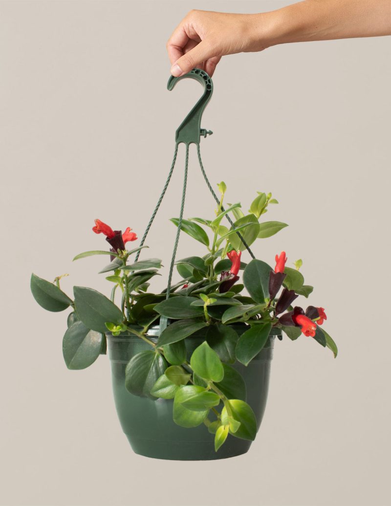 the sill Lipstick Plant Hanging Basket Hand Holding Variant