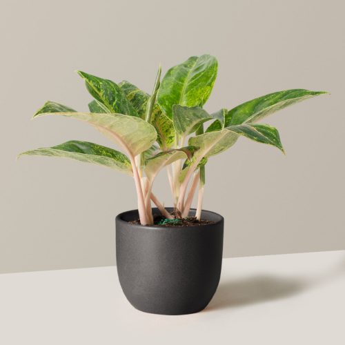 the sill Medium Aglaonema Green Papaya Medium Grant Black Variant