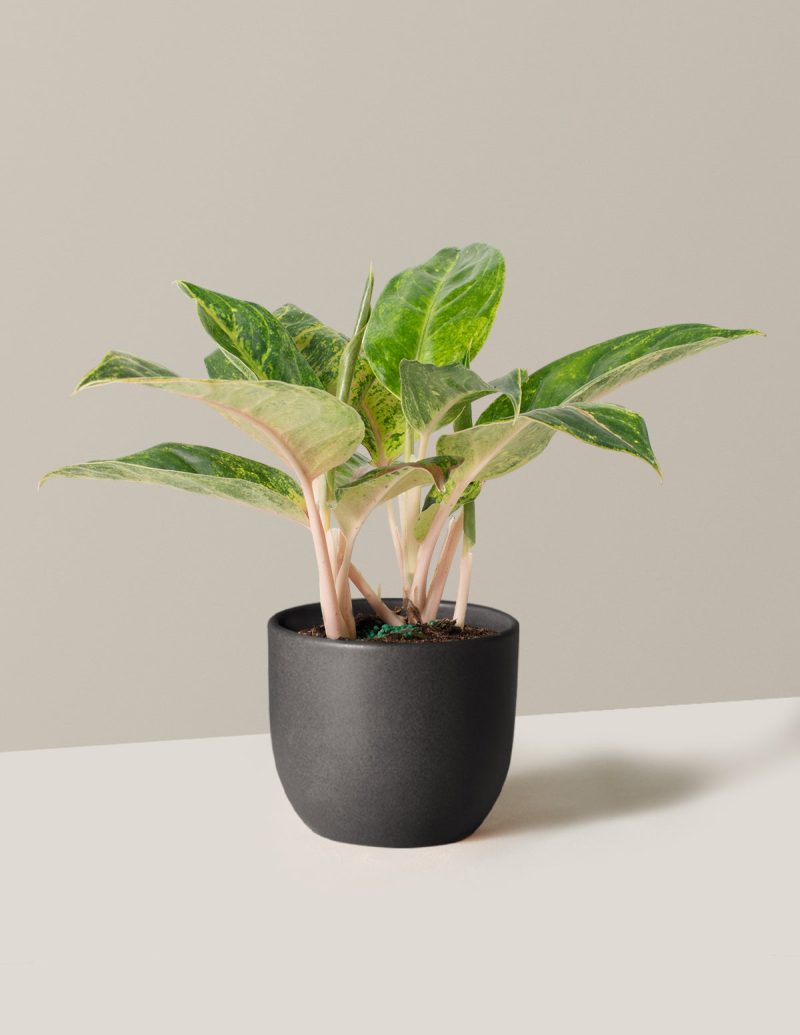 the sill Medium Aglaonema Green Papaya Medium Grant Black Variant