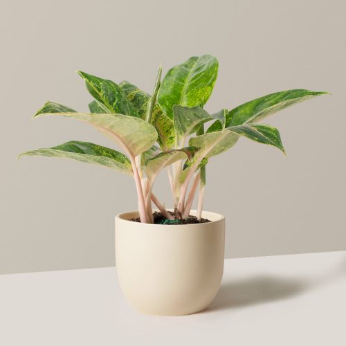 the sill Medium Aglaonema Green Papaya Medium Grant Cream Variant