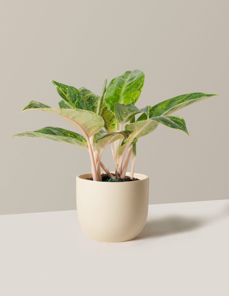 the sill Medium Aglaonema Green Papaya Medium Grant Cream Variant