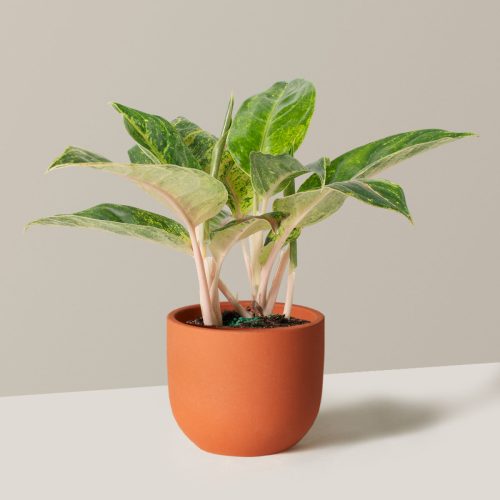 the sill Medium Aglaonema Green Papaya Medium Grant Terracotta Variant