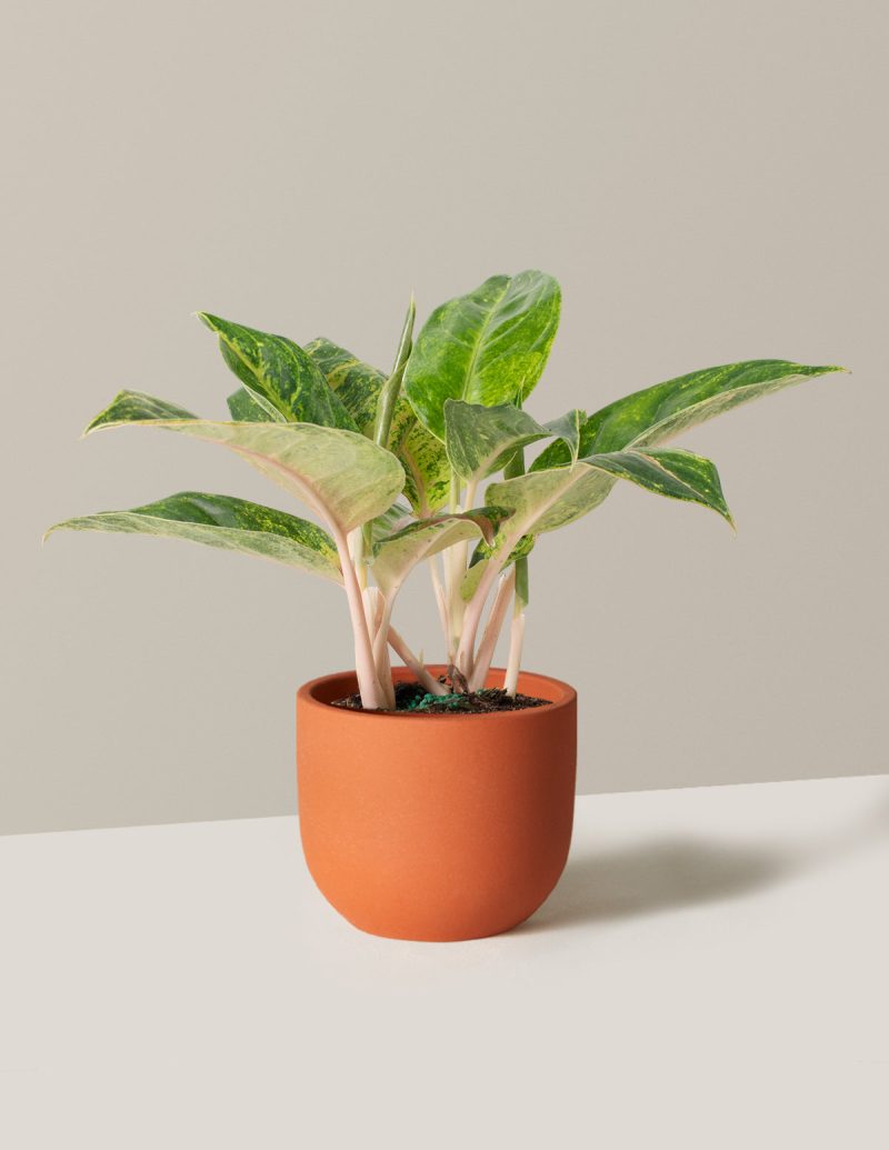 the sill Medium Aglaonema Green Papaya Medium Grant Terracotta Variant