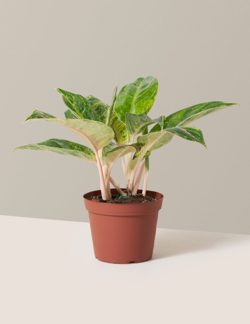 the sill Medium Aglaonema Green Papaya Medium Growpot Variant