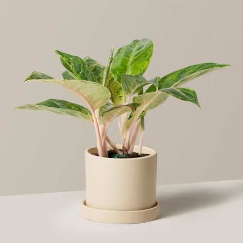 the sill Medium Aglaonema Green Papaya Medium Hyde Cream Variant