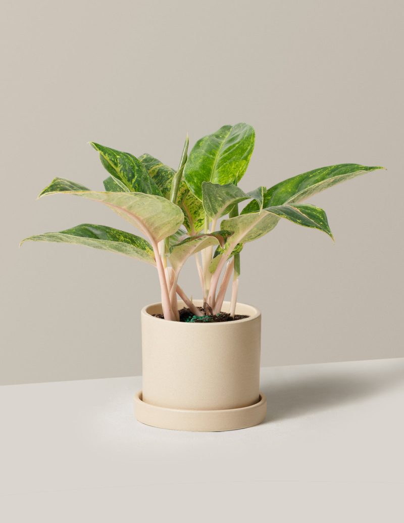 the sill Medium Aglaonema Green Papaya Medium Hyde Cream Variant