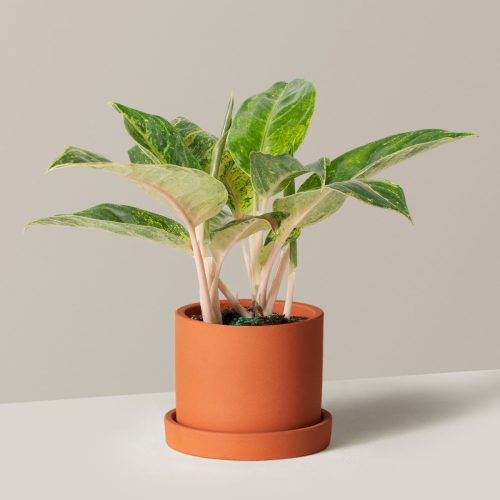 the sill Medium Aglaonema Green Papaya Medium Hyde Terracotta Variant