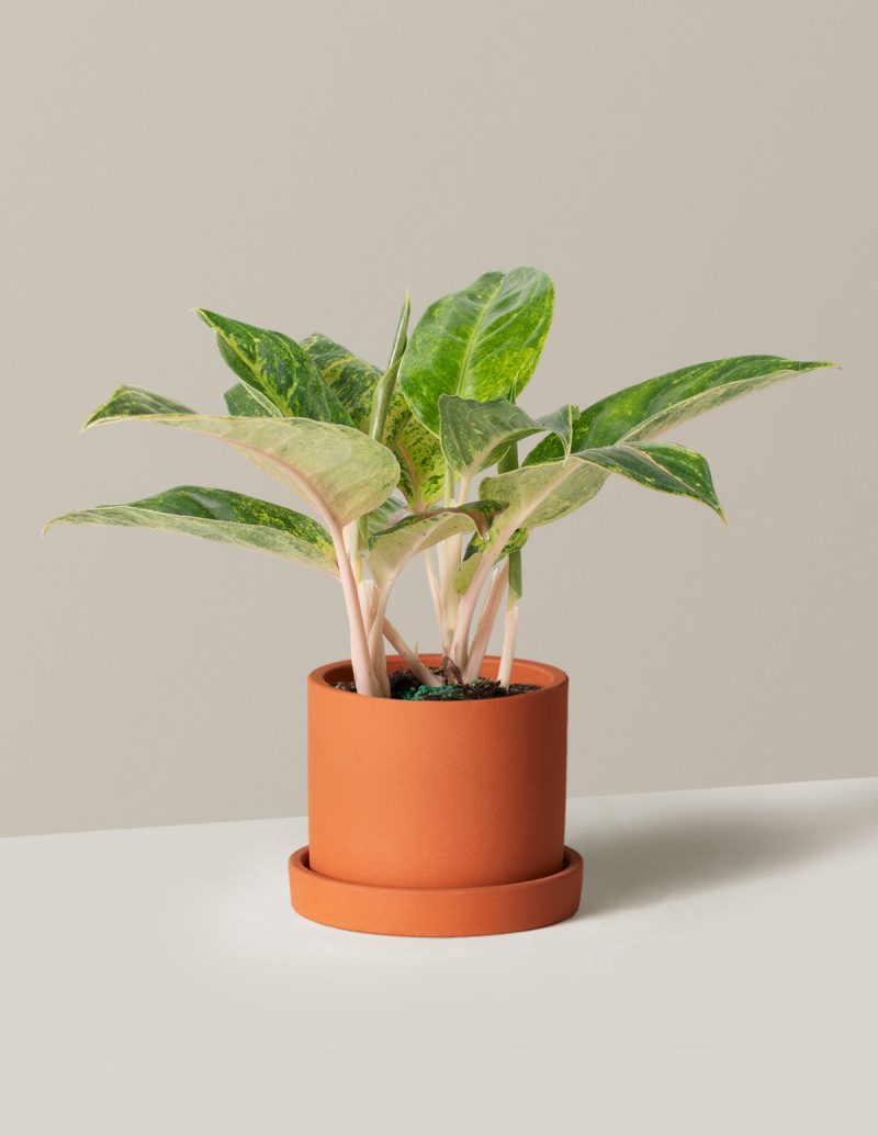 the sill Medium Aglaonema Green Papaya Medium Hyde Terracotta Variant