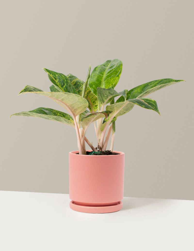 the sill Medium Aglaonema Green Papaya Medium Isabella Bubblegum Variant