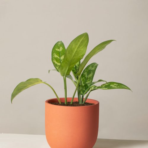 the sill Medium Aglaonema Maria Medium Grant Terracotta Variant