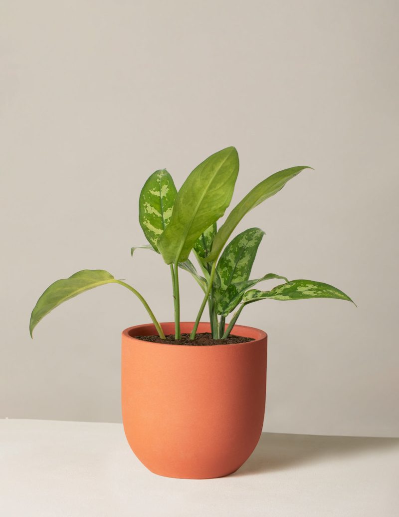 the sill Medium Aglaonema Maria Medium Grant Terracotta Variant