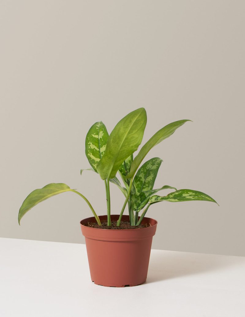 the sill Medium Aglaonema Maria Medium Growpot Variant