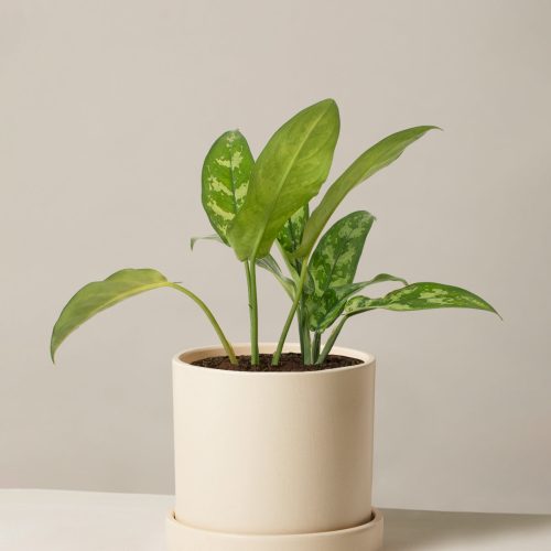 the sill Medium Aglaonema Maria Medium Hyde Cream Variant