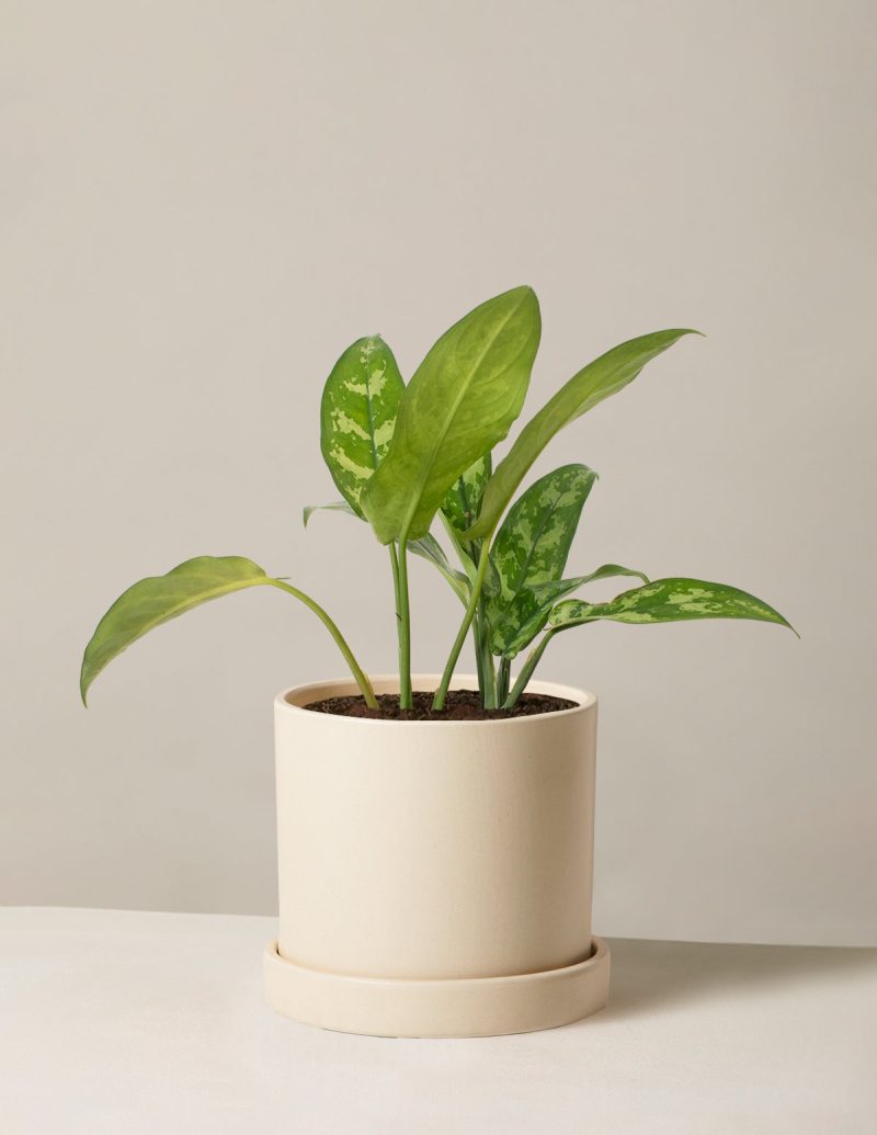 the sill Medium Aglaonema Maria Medium Hyde Cream Variant