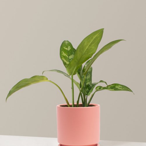 the sill Medium Aglaonema Maria Medium Isabella Bubblegum Variant