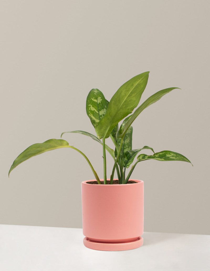 the sill Medium Aglaonema Maria Medium Isabella Bubblegum Variant