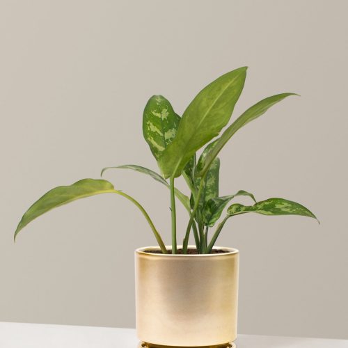 the sill Medium Aglaonema Maria Medium isabella Gold variant