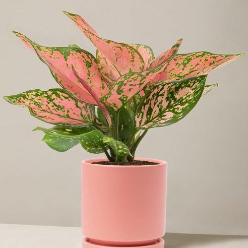 the sill Medium Aglaonema Wishes Medium Isabella Bubblegum Variant