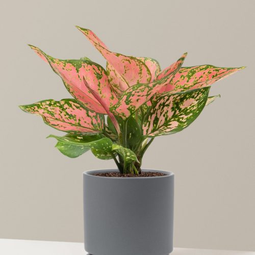 the sill Medium Aglaonema Wishes Medium Isabella Granite Variant