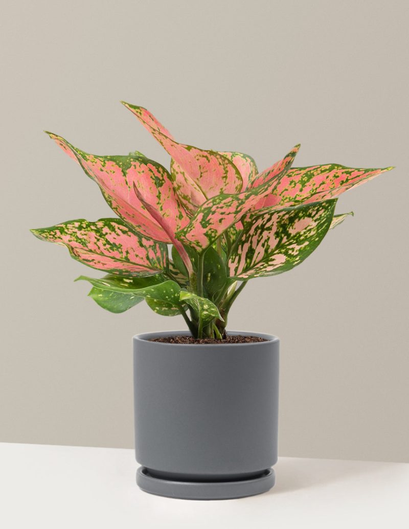 the sill Medium Aglaonema Wishes Medium Isabella Granite Variant