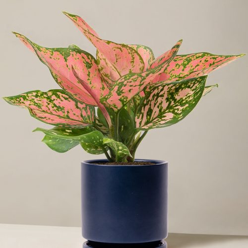 the sill Medium Aglaonema Wishes Medium Isabella Indigo Variant