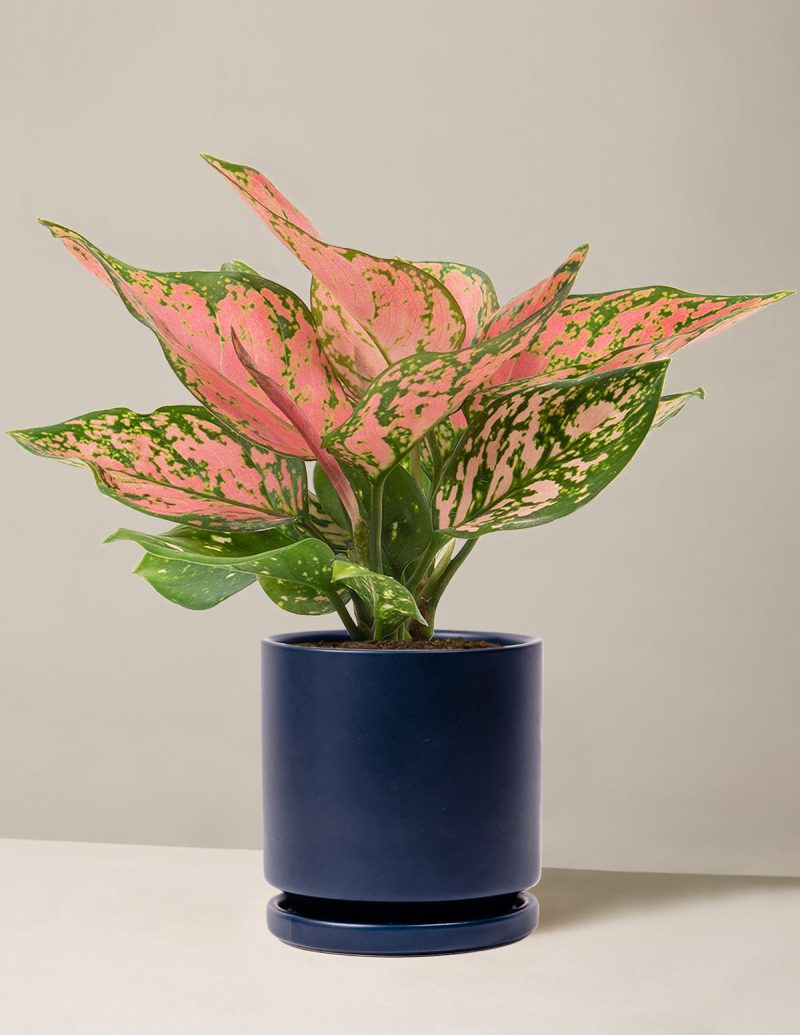 the sill Medium Aglaonema Wishes Medium Isabella Indigo Variant