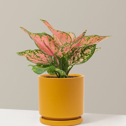 the sill Medium Aglaonema Wishes Medium Isabella Mustard Variant