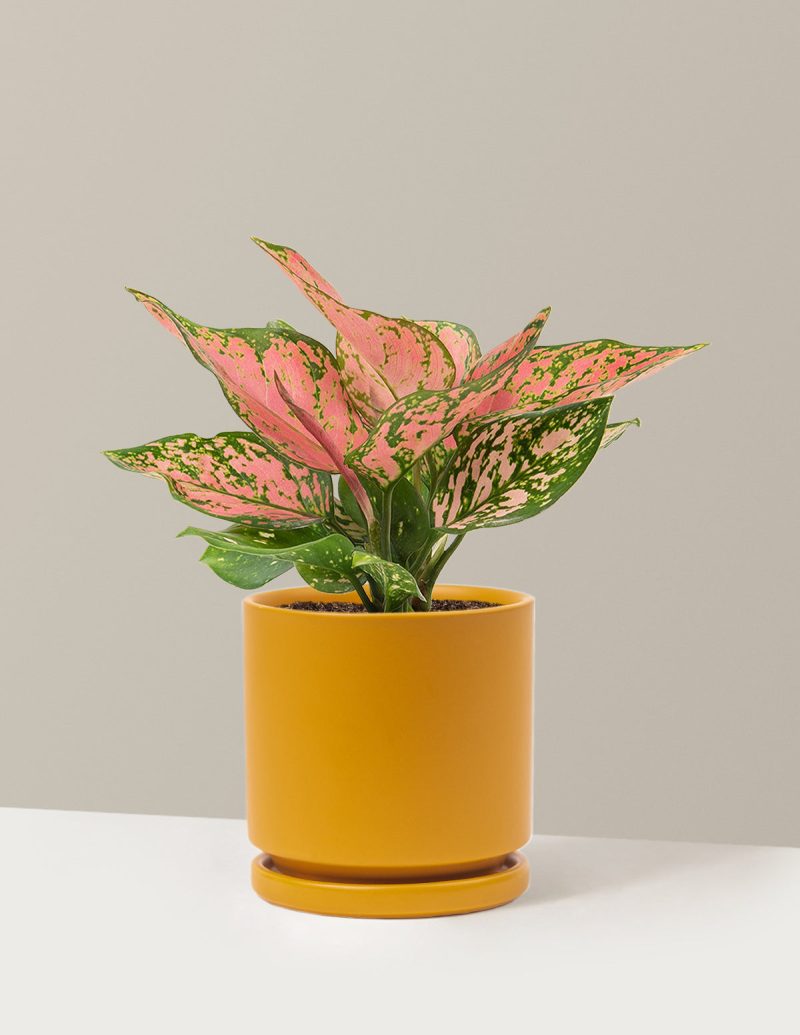 the sill Medium Aglaonema Wishes Medium Isabella Mustard Variant