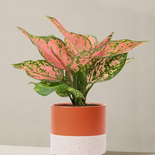 the sill Medium Aglaonema Wishes Medium Isabella Rust White Sesame Variant