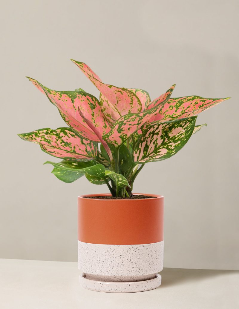 the sill Medium Aglaonema Wishes Medium Isabella Rust White Sesame Variant