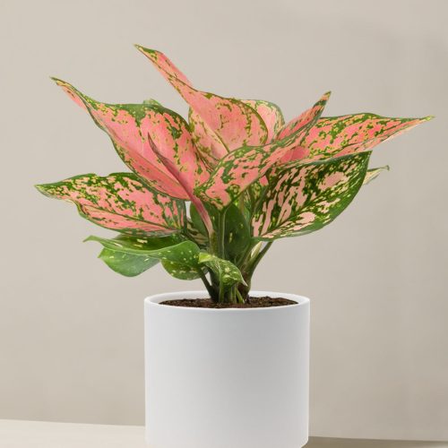 the sill Medium Aglaonema Wishes Medium Isabella Stone Variant