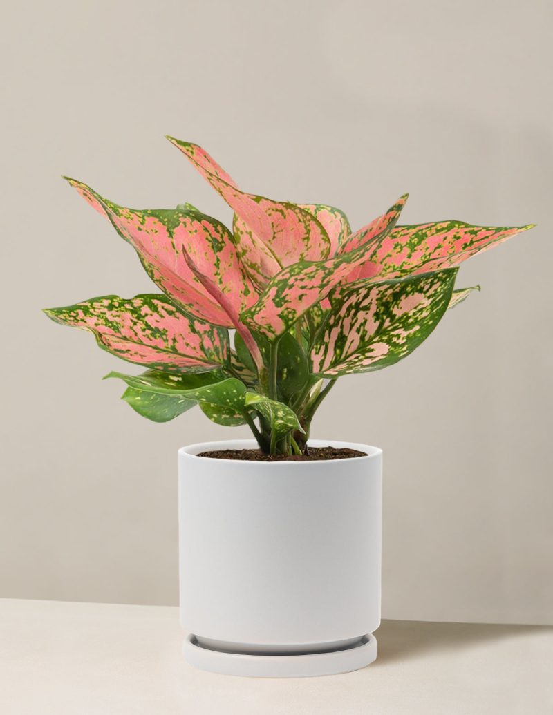 the sill Medium Aglaonema Wishes Medium Isabella Stone Variant