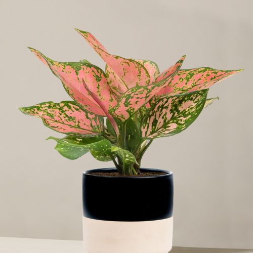 the sill Medium Aglaonema Wishes Medium Isabella Top Half Black Variant